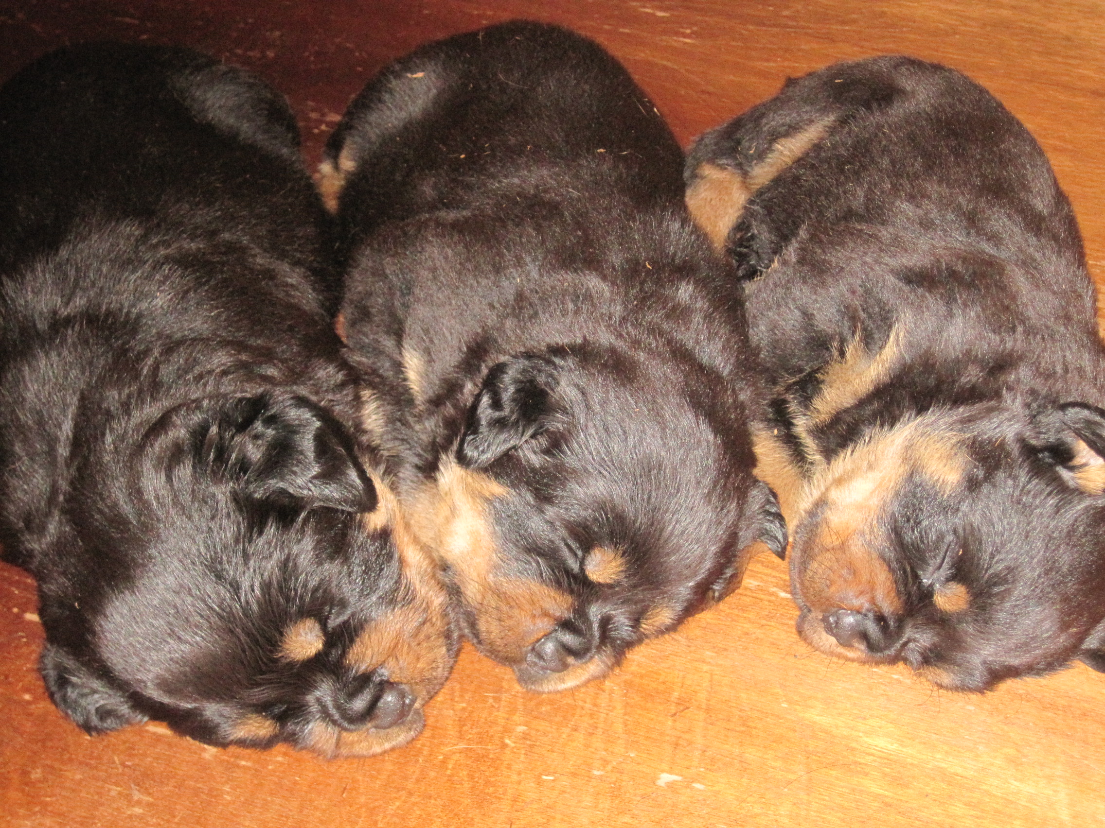 Cuccioli Di Rottweiler E Chihuahua Allevamento Monti Di Luna
