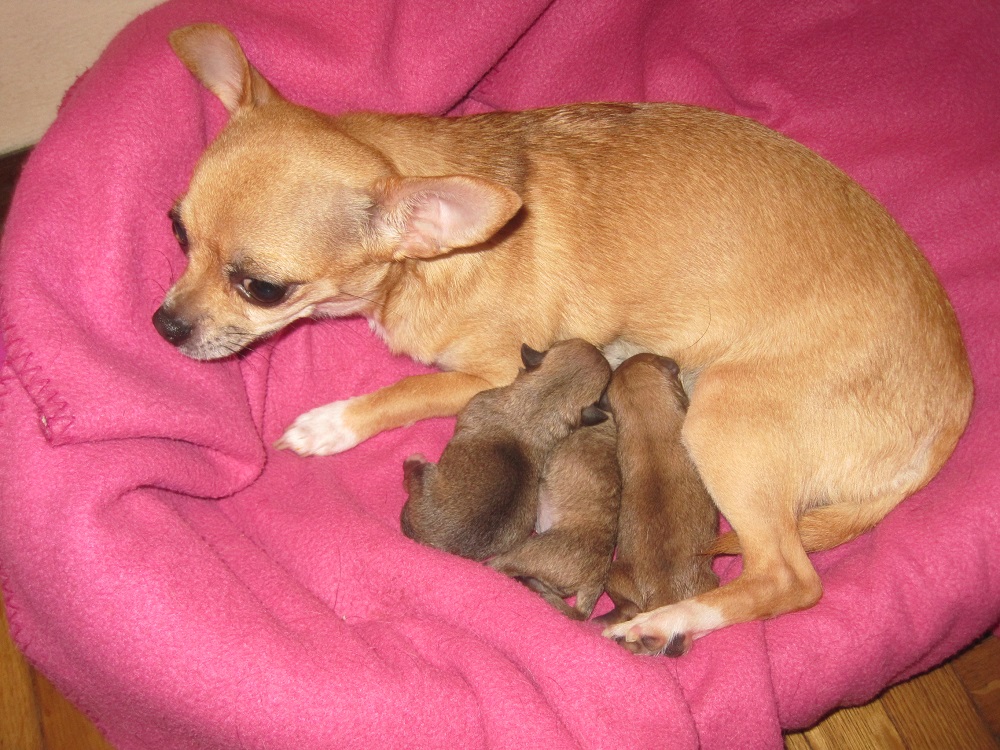 Ofelia con cuccioli