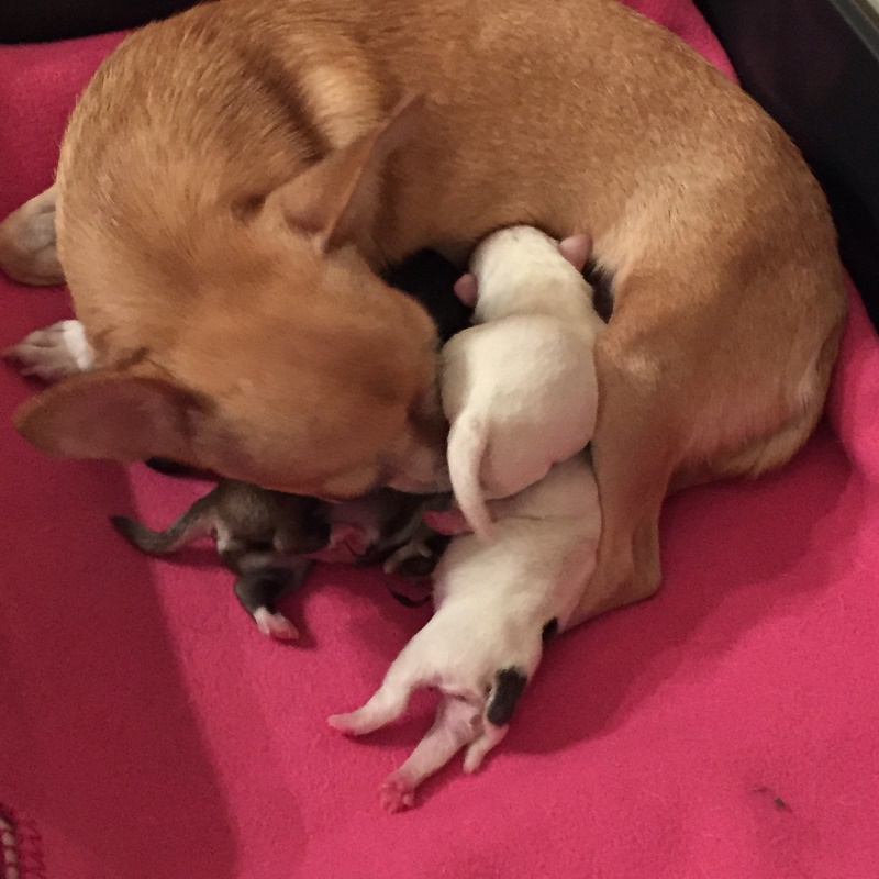 OFELIA E CUCCIOLI SETTEMBRE 2