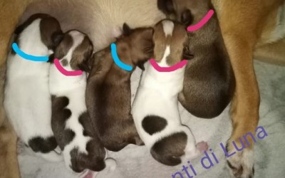 30 Agosto 2020 sono nati  5 stupendi  cuccioli di CHIHUAHUA  di  IRIS e del MITICO MUSTAFA’