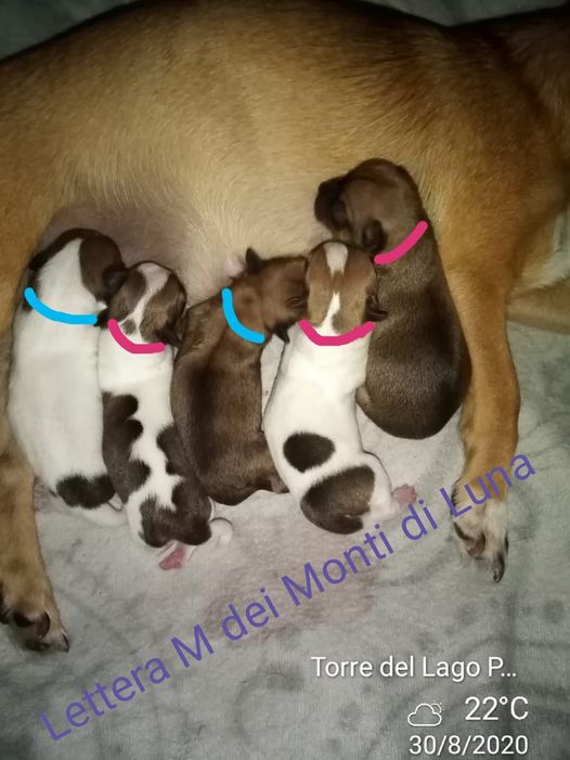 30 Agosto 2020 sono nati  5 stupendi  cuccioli di CHIHUAHUA  di  IRIS e del MITICO MUSTAFA’