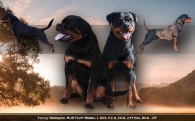 20/03/2019 – Siamo Lieti di Annunciare la Cucciolata Rottweiler