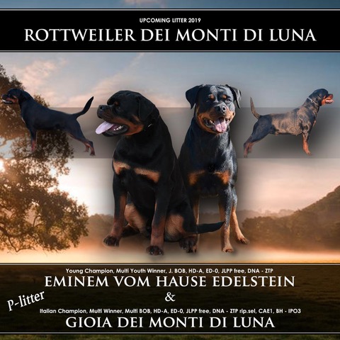 20/03/2019 – Siamo Lieti di Annunciare la Cucciolata Rottweiler