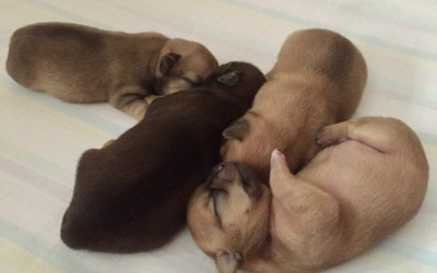 Cuccioli Chihuahua nati il 09 Maggio 2022