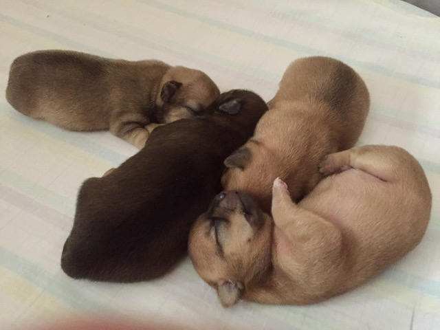Cuccioli Chihuahua nati il 09 Maggio 2022