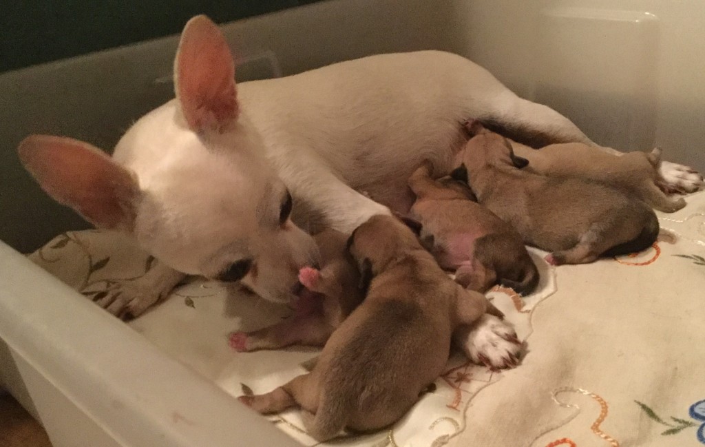 06/08/2018 – Cucciolata Chihuahua Flora delle Galassie Nere e Joy