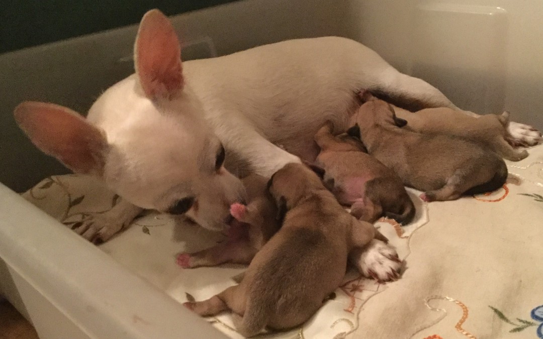 06/08/2018 – Cucciolata Chihuahua Flora delle Galassie Nere e Joy