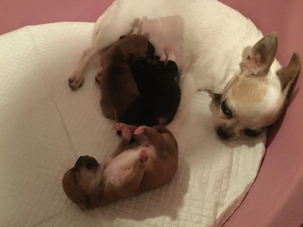 03/08/2018 – Cucciolata Chihuahua Bea dei Monti di Luna e Joy