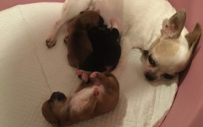 03/08/2018 – Cucciolata Chihuahua Bea dei Monti di Luna e Joy