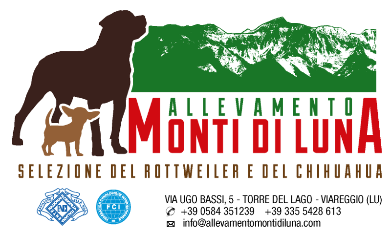 Allevamento Rottweiler e Chihuahua Monti di Luna Torre del Lago Viareggio Lucca Toscana Italia