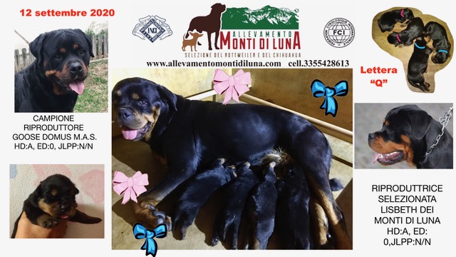 Il 12 Settembre 2020 sono nati cuccioli di Rottweiler adre Lisbeth dei Monti di Luna (riproduttore selezionato). Padre Ch. Goose Domus M.A.S. (campione riproduttore)