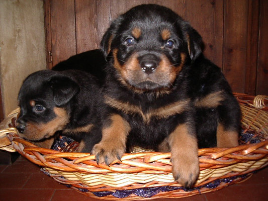 CUCCIOLI DI HAPPY