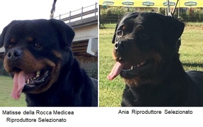 01/06/2019 – Siamo Lieti di Annunciare la Cucciolata Rottweiler