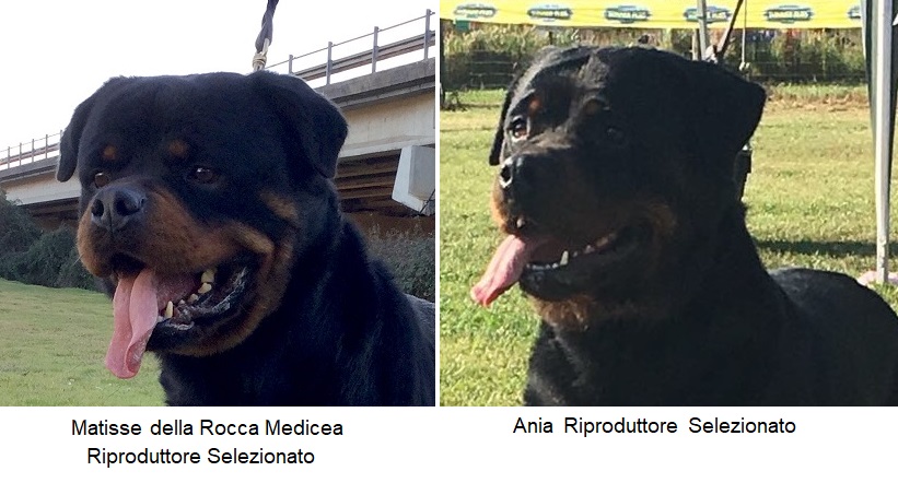 01/06/2019 – Siamo Lieti di Annunciare la Cucciolata Rottweiler