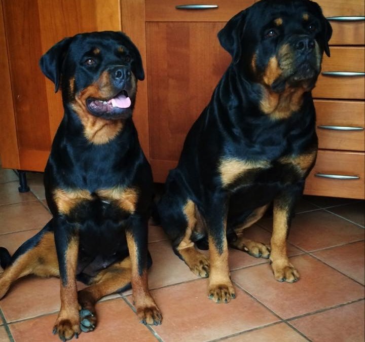 IL ROTTWEILER