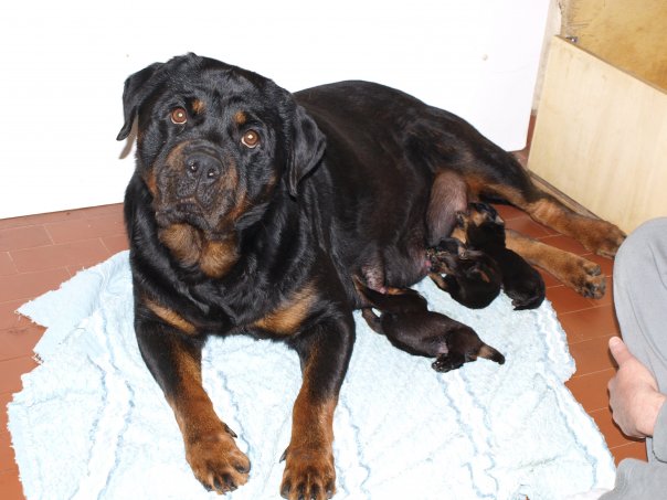 rottweiler con cuccioli