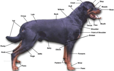 GUIDA ALLO STANDARD DEL ROTTWEILER