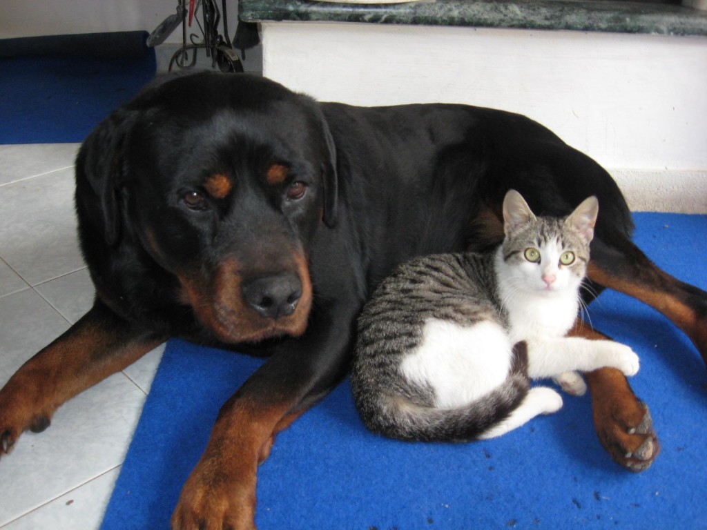 rot e gatto