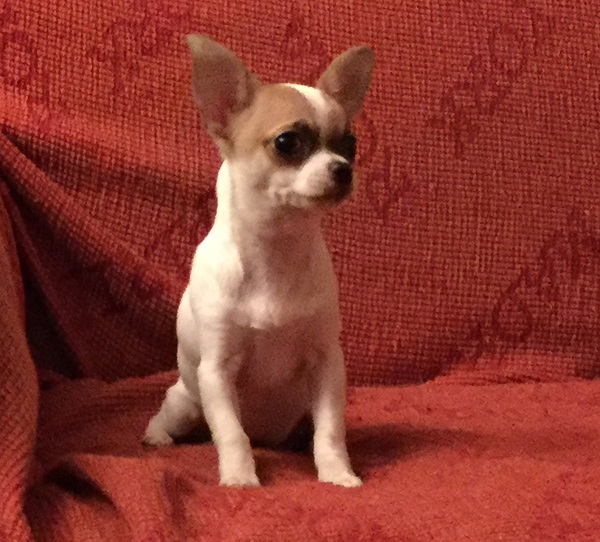 Bea