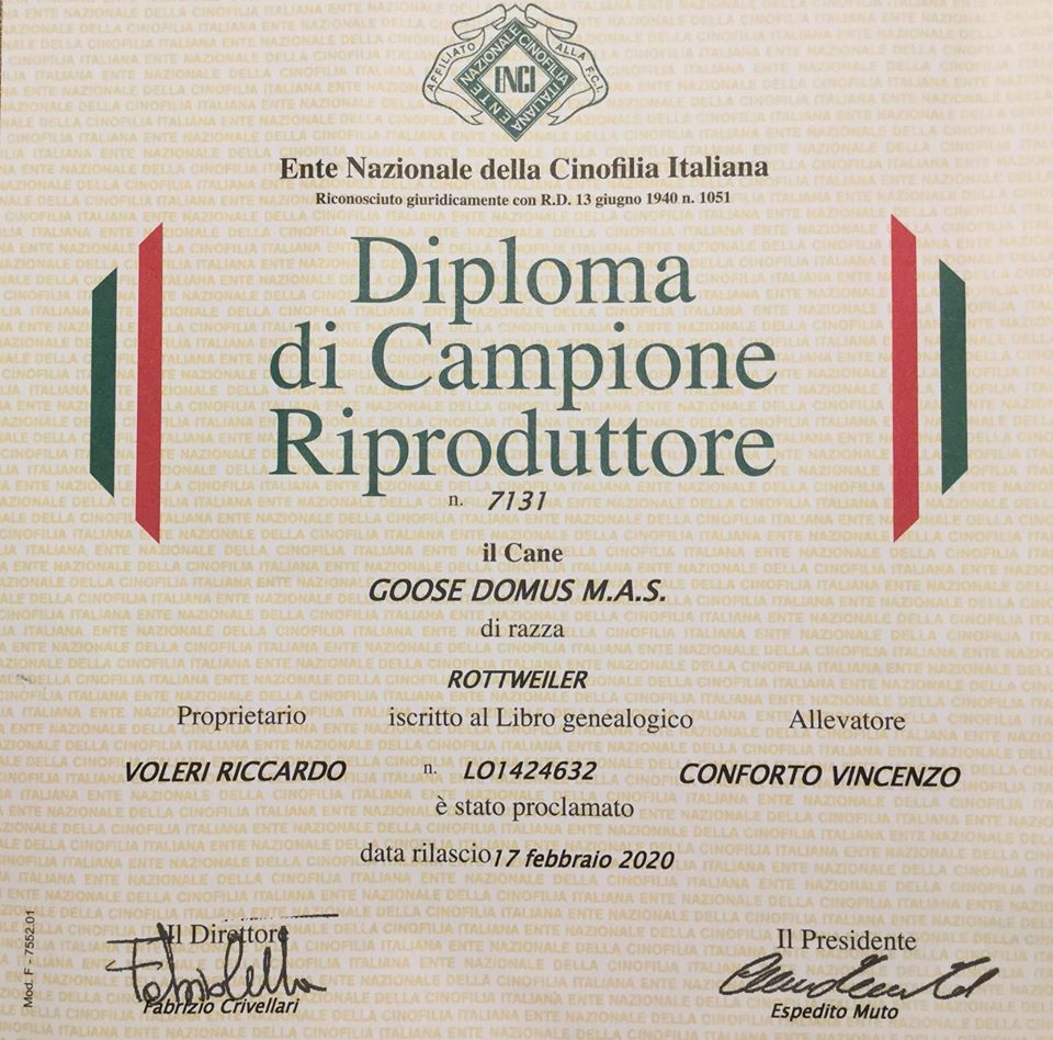 campione riproduttore gooose