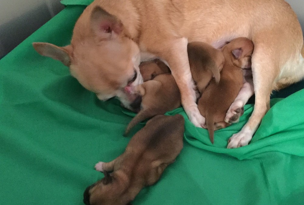 25/01/2019 – Nati cuccioli Chihuahua di Ofelia e Joy
