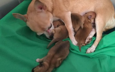 25/01/2019 – Nati cuccioli Chihuahua di Ofelia e Joy