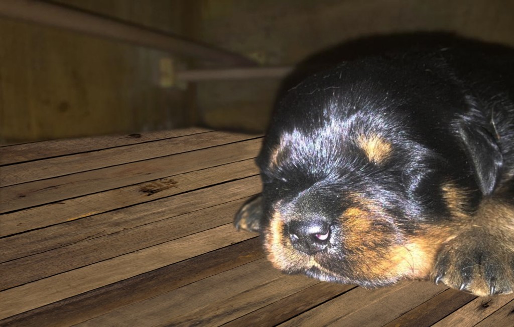 14/03/2020  Nati 7 splendidi cuccioli Rottweiler di Nives e Matisse