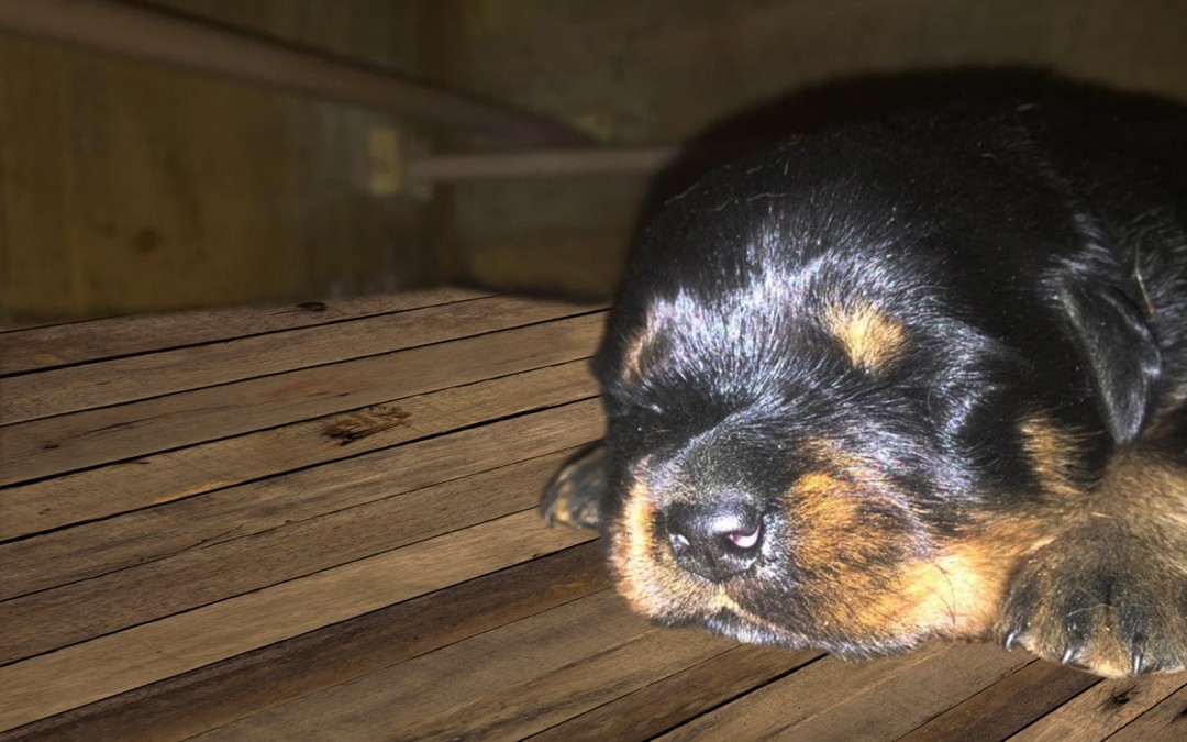 14/03/2020  Nati 7 splendidi cuccioli Rottweiler di Nives e Matisse