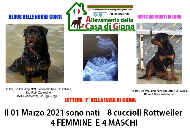 01/03/2021  SONO NATI 8 CUCCIOLI ROTTWEILER DI KLAUS E NIVES