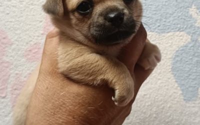 Cuccioli Chihuahua nati il 29 Giugno 2022