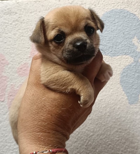 Cuccioli Chihuahua nati il 29 Giugno 2022