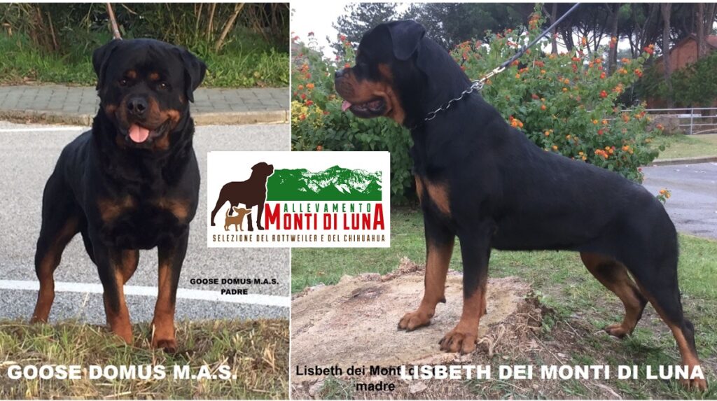 26/11/2022 Nati  Cuccioli Rottweiler