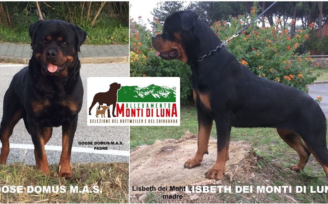 26/11/2022 Nati  Cuccioli Rottweiler