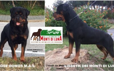 26/11/2022 Nati  Cuccioli Rottweiler