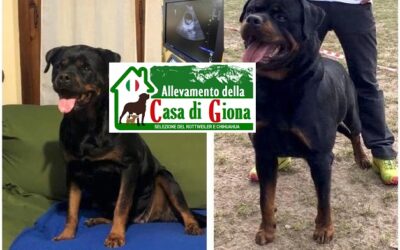 22/11/2022 Nati  Cuccioli Rottweiler