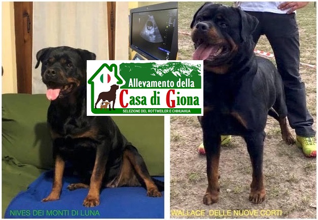 22/11/2022 Nati  Cuccioli Rottweiler