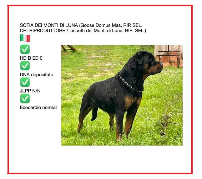 NUOVA CUCCIOLATA ROTTWEILER 2