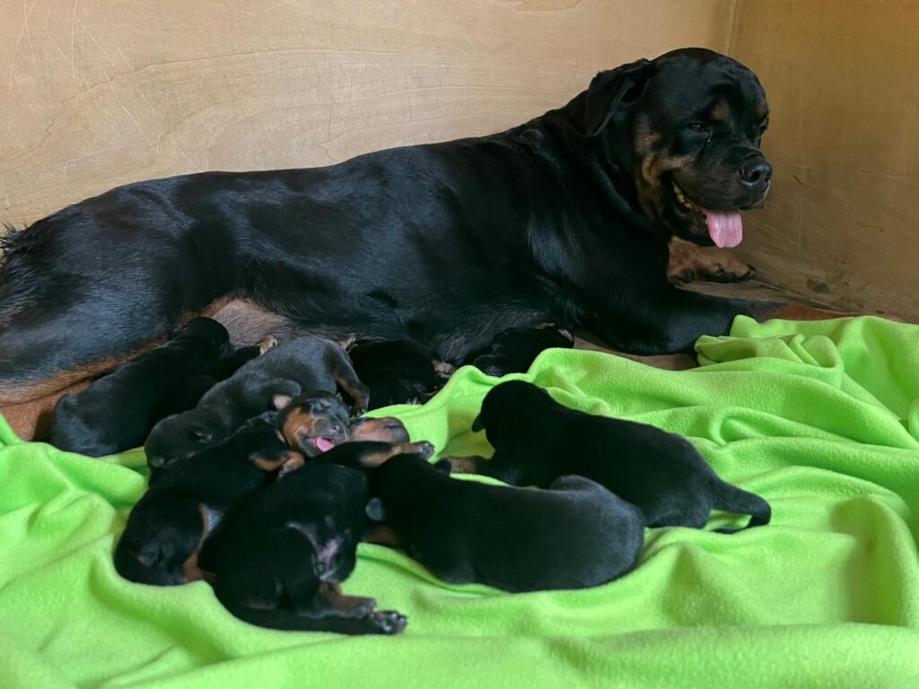 08/10/2025 Nati  Cuccioli Rottweiler