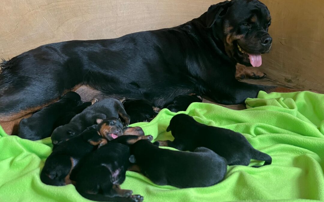 08/10/2025 Nati Cuccioli Rottweiler
