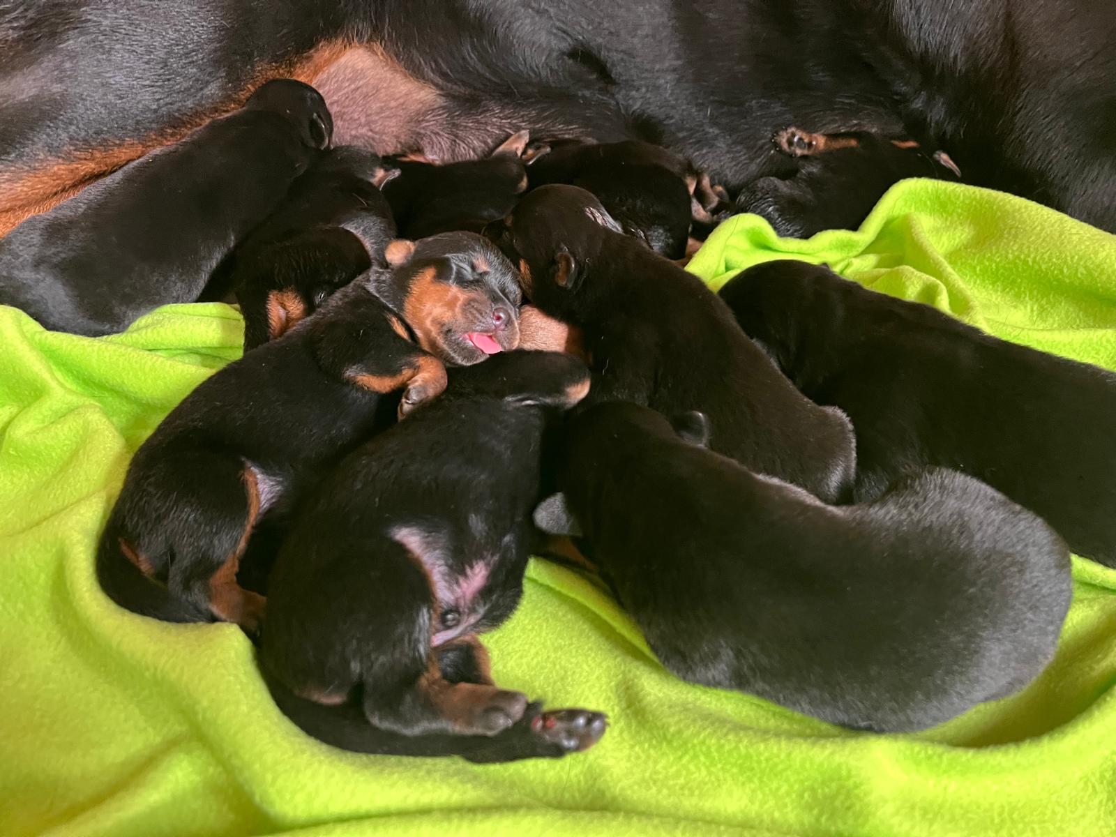 cuccioli rottweiler