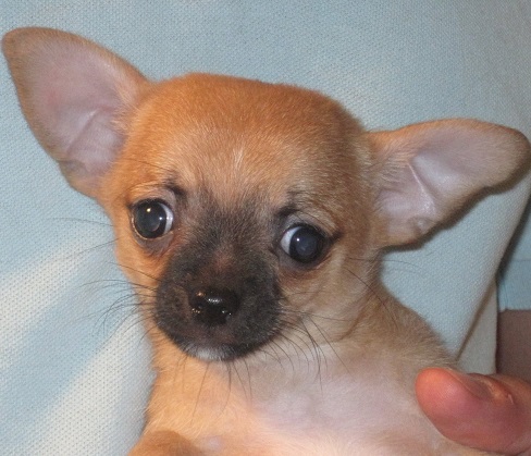 Chihuahua Monti di Luna