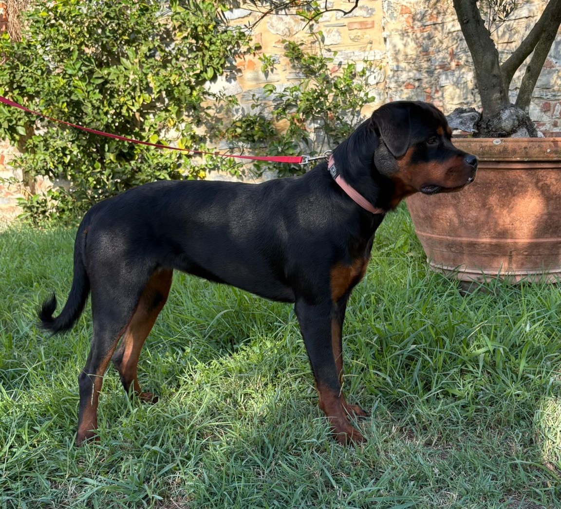 Athena