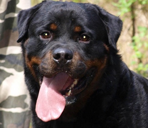 Rottweiler Monti di Luna
