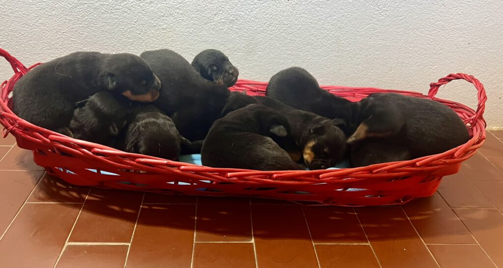 14/09/2026 Nati bellissimi cuccioli Rottweiler