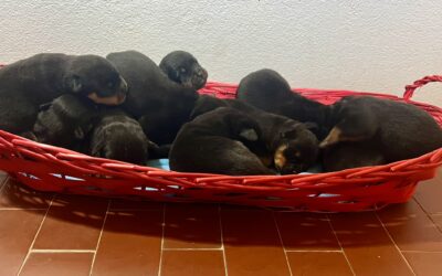 14/09/2026 Nati bellissimi cuccioli Rottweiler