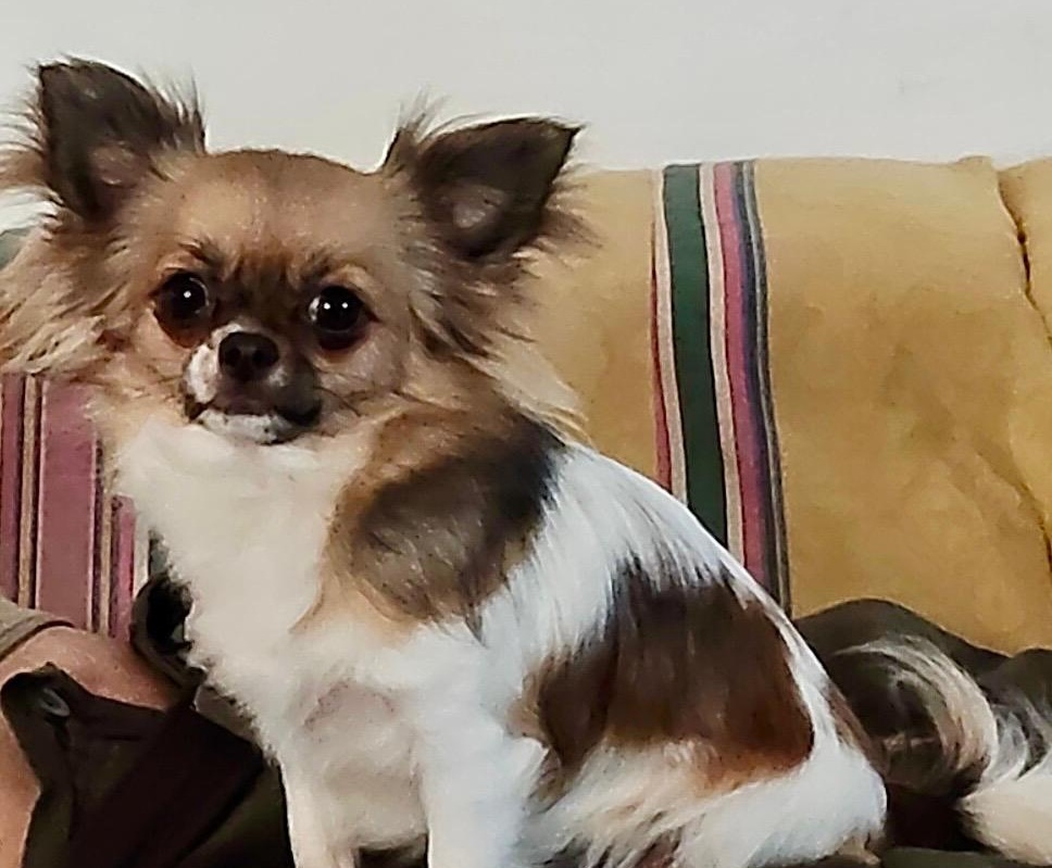 Chihuahua Allevamento Monti di Luna
