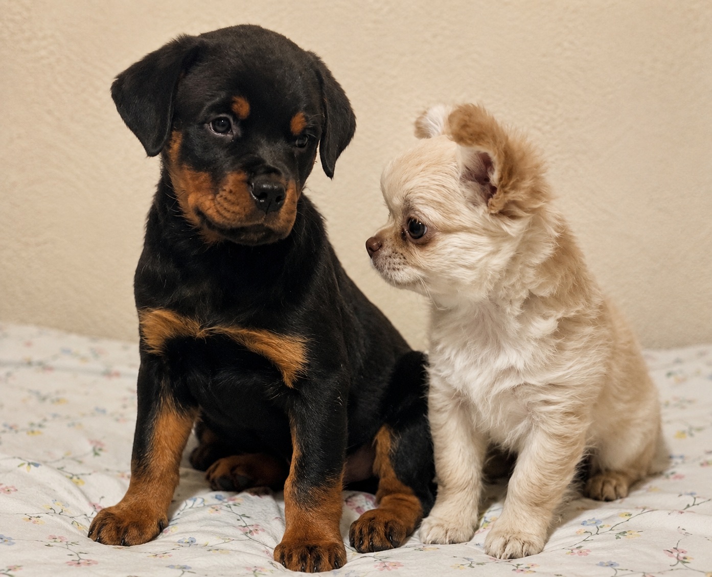 Tutto sui cuccioli